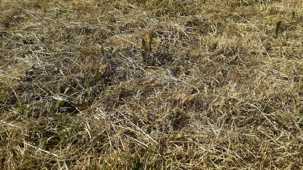 Fot. biuletyn.poznan.pl - grafika artykułu