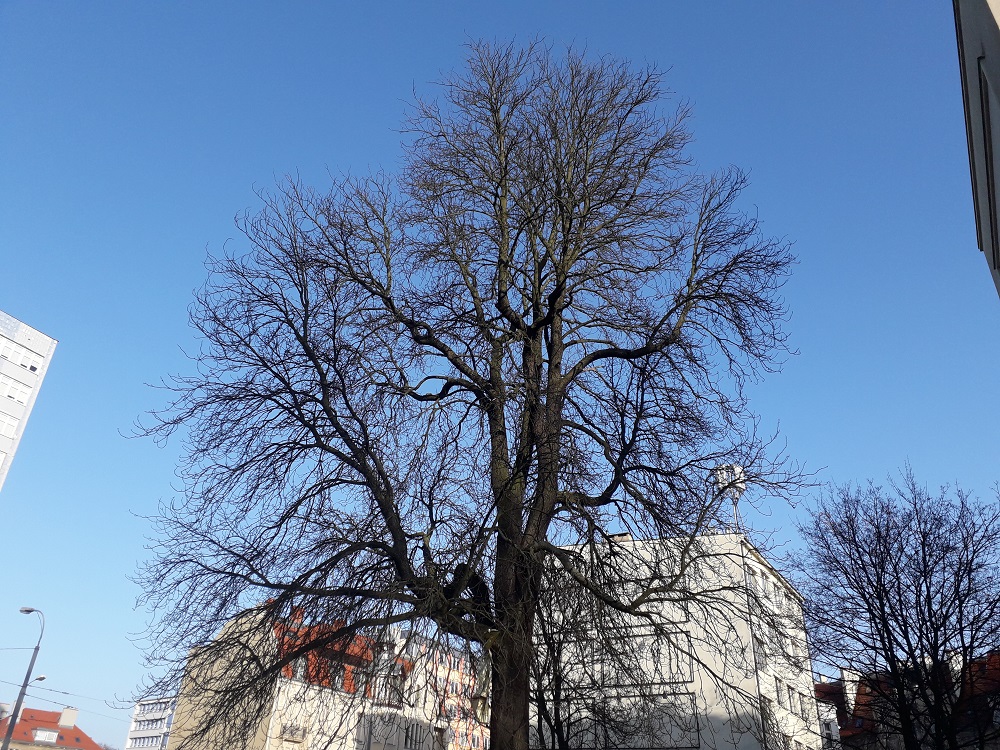 Kasztanowiec przy ul. Gajowej (08.02.2020) - grafika artykułu