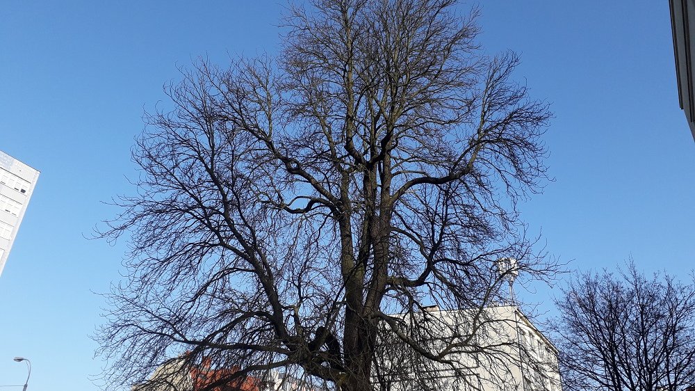 Kasztanowiec przy ul. Gajowej (08.02.2020)