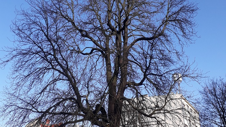 Kasztanowiec przy ul. Gajowej (08.02.2020)