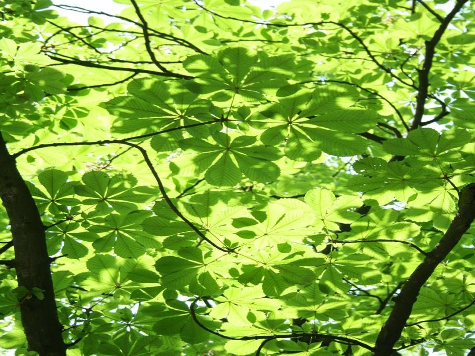 Fot. Wydział Kształtowania i Ochrony Środowiska UMP - grafika artykułu