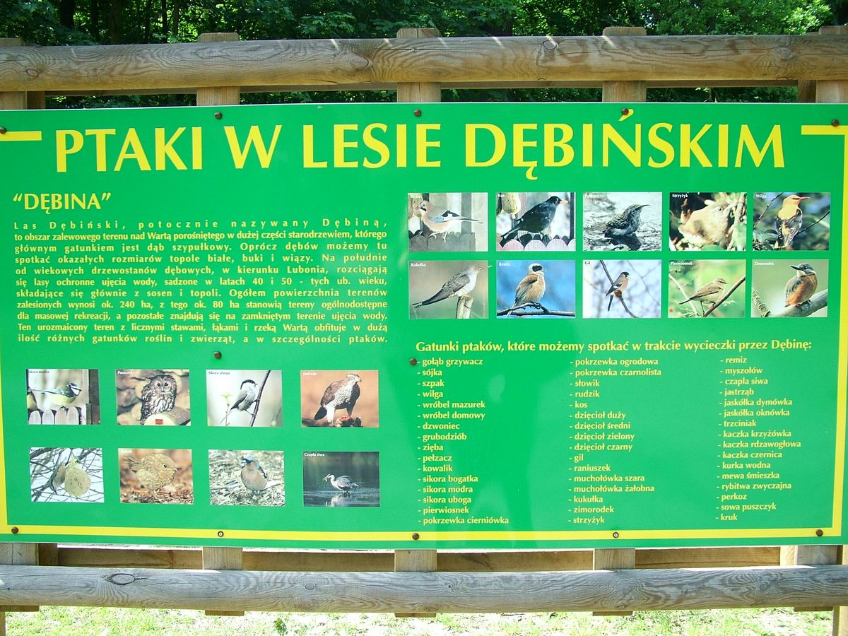 Użytek Ekologiczny Dębina I, fot. NFOŚiGW - grafika artykułu