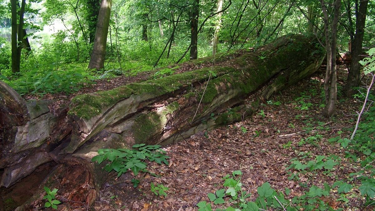 Użytek Ekologiczny Dębina I, fot. NFOŚiGW