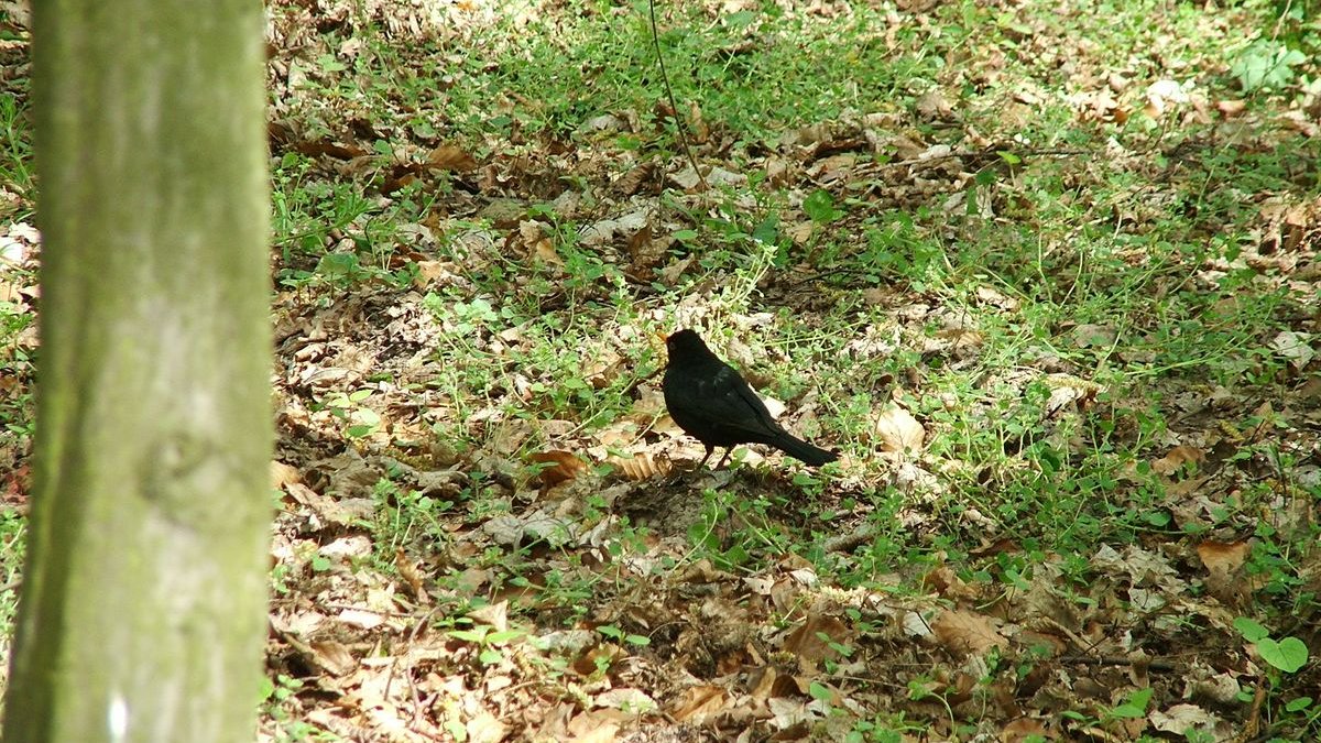 Użytek Ekologiczny Dębina I, fot. NFOŚiGW