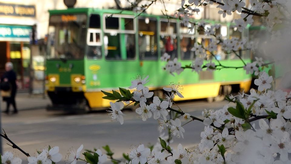 Wiosenny tramwaj, fot. ZTM