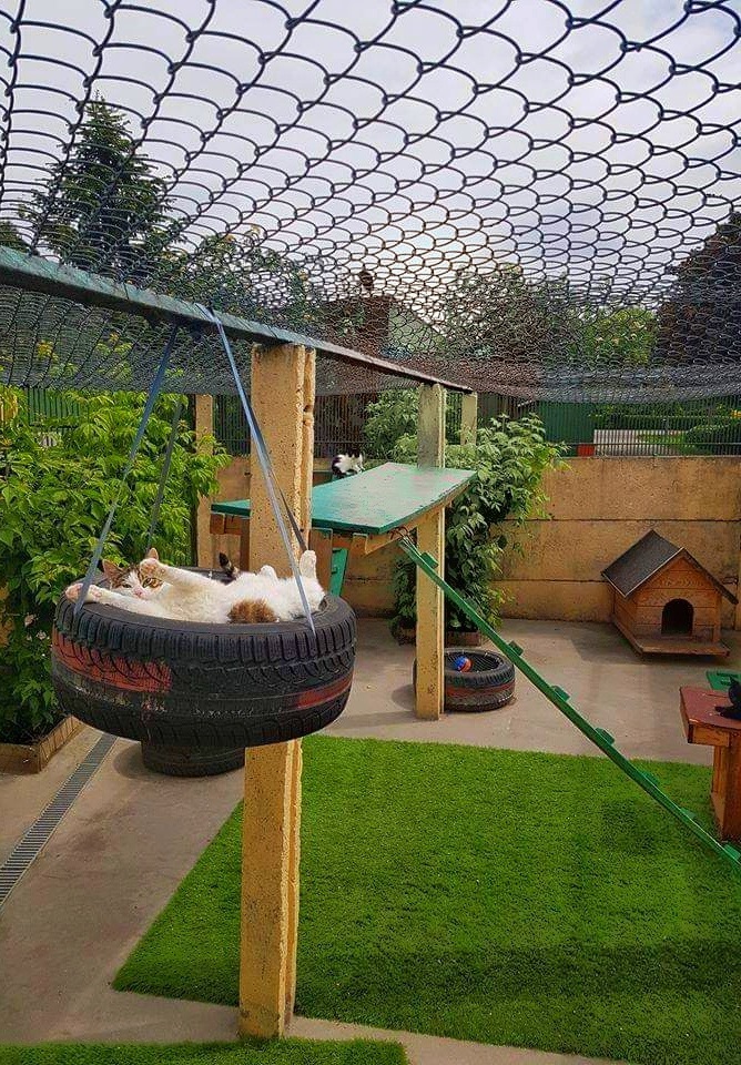 Fot. Schronisko dla zwierząt w Poznaniu - grafika artykułu