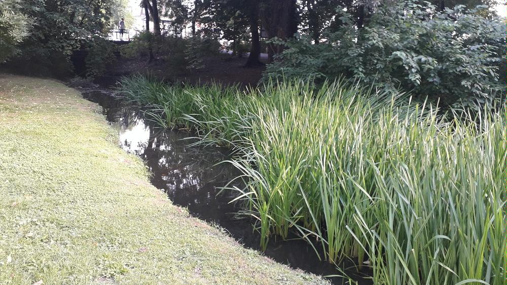 Rzeki i rzeczki Poznania, fot. Mateusz Malinowski - grafika artykułu