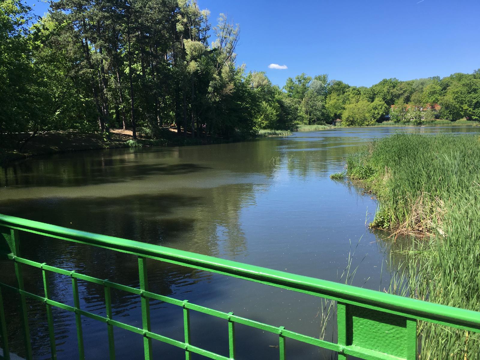 Staw w parku Sołackim, fot. UMP - grafika artykułu