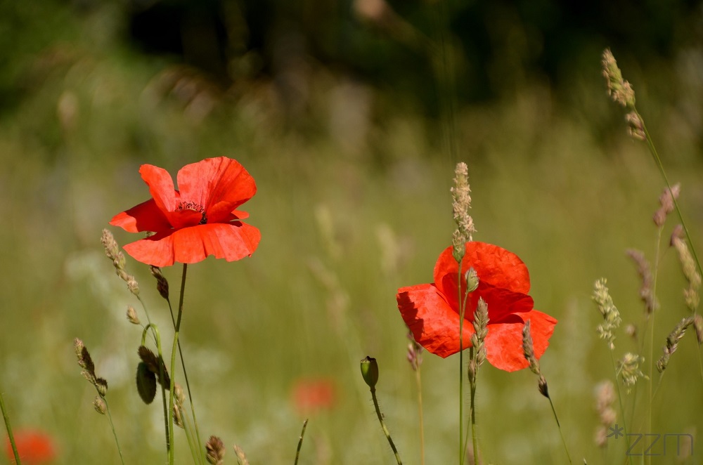 Fot. ZZM Poznań - grafika artykułu