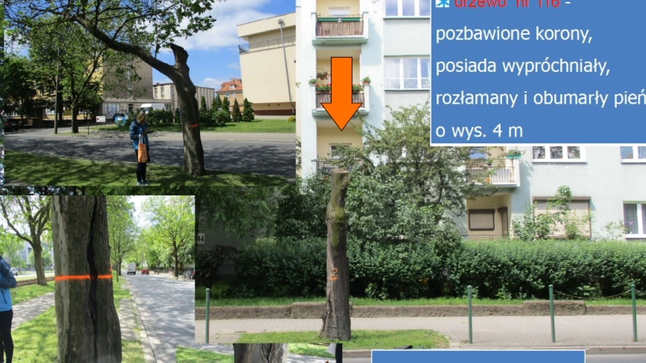 Dokumentacja ws. drzew przeznaczonych do wycięcka, Fot. RMP