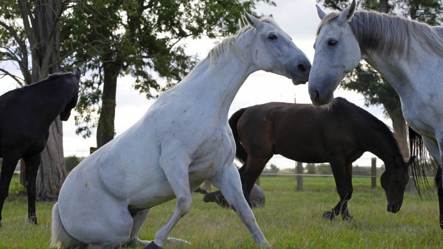 Ogniwo Konne Komendy Miejskiej Policji w Poznaniu, Fot. KMP