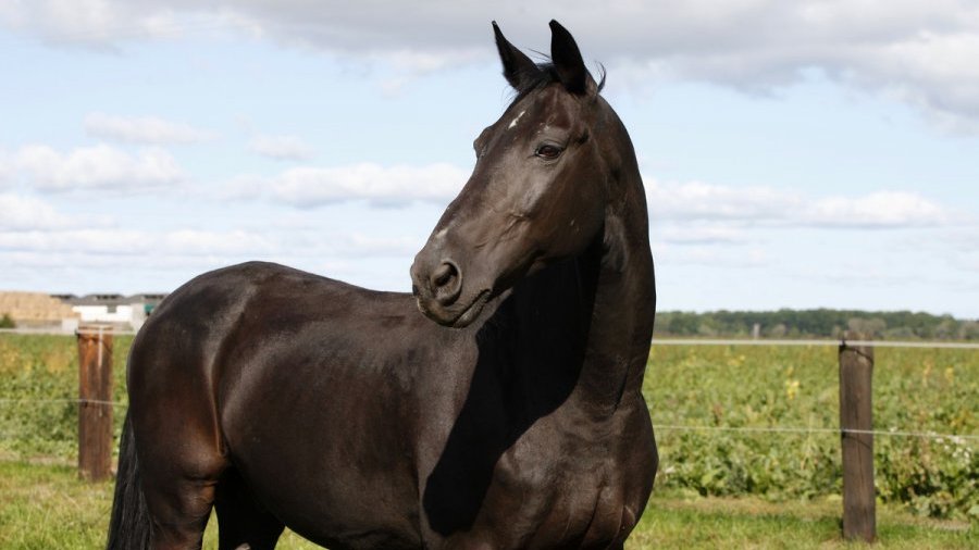Ogniwo Konne Komendy Miejskiej Policji w Poznaniu, Fot. KMP