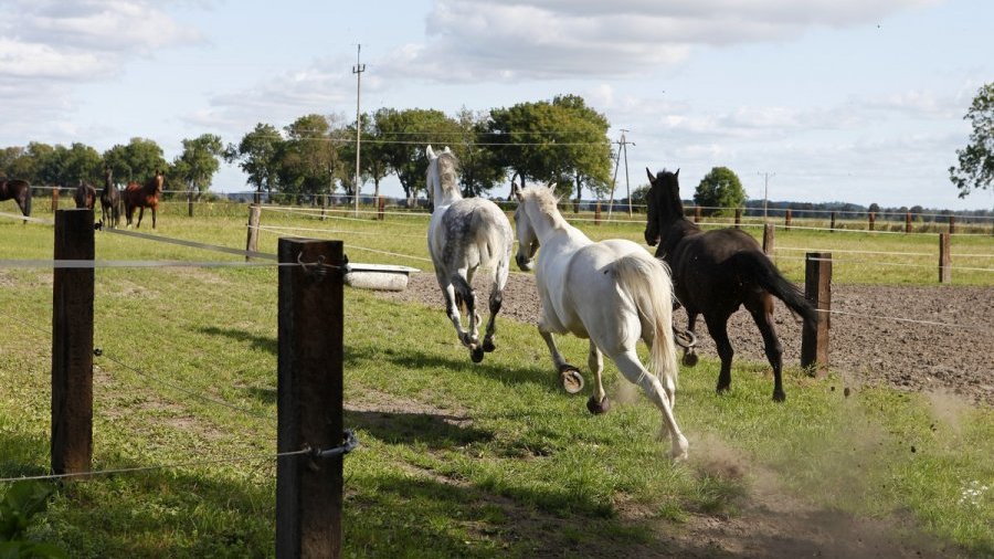 Ogniwo Konne Komendy Miejskiej Policji w Poznaniu, Fot. KMP