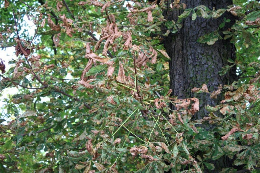Liście kasztanowca zaatakowane przez szrotówka, Fot. WODR Poznań - grafika artykułu