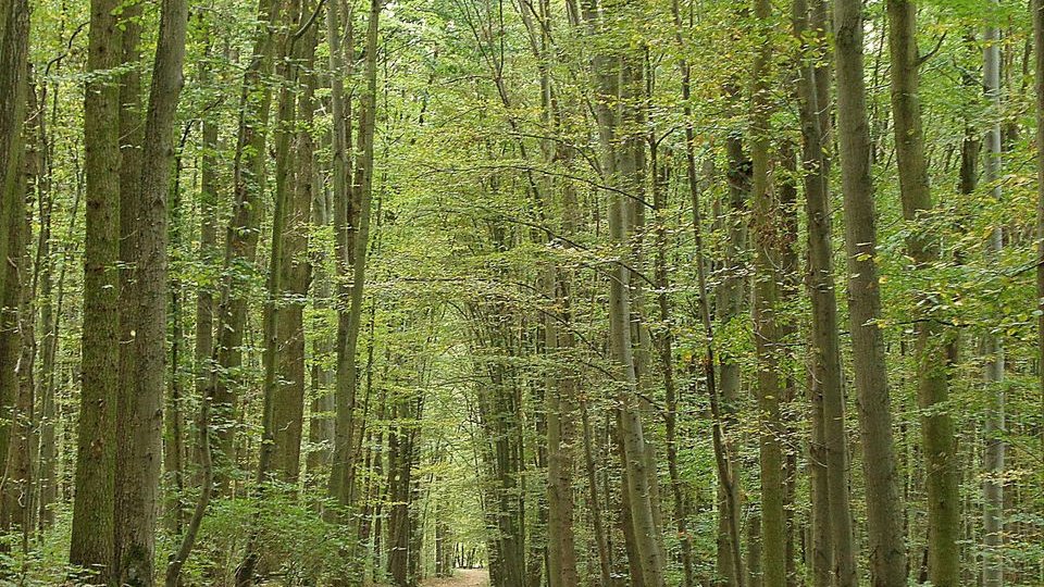 Las w dolinie Szklarki, fot. Adam Suwart