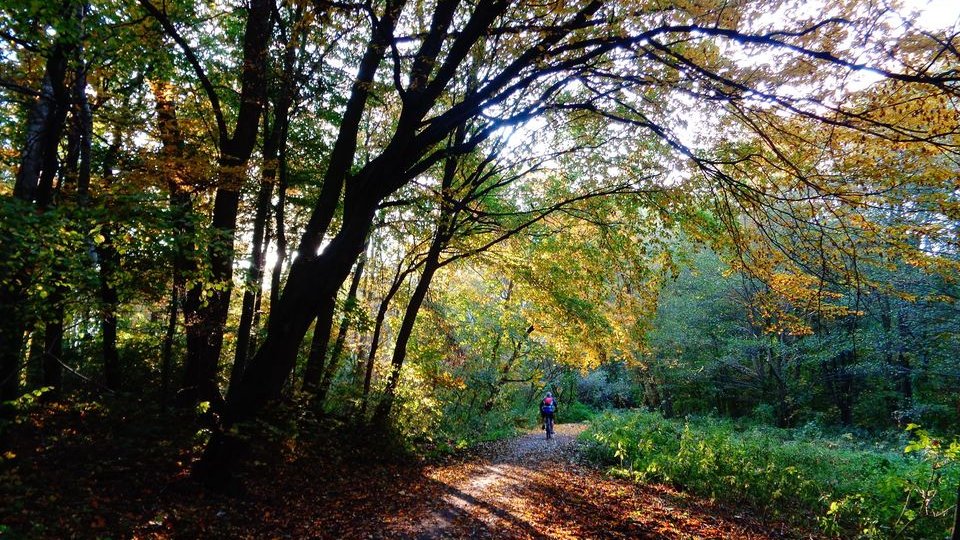 Las w rejonie jeziora Rusałka, fot. Adam Suwart