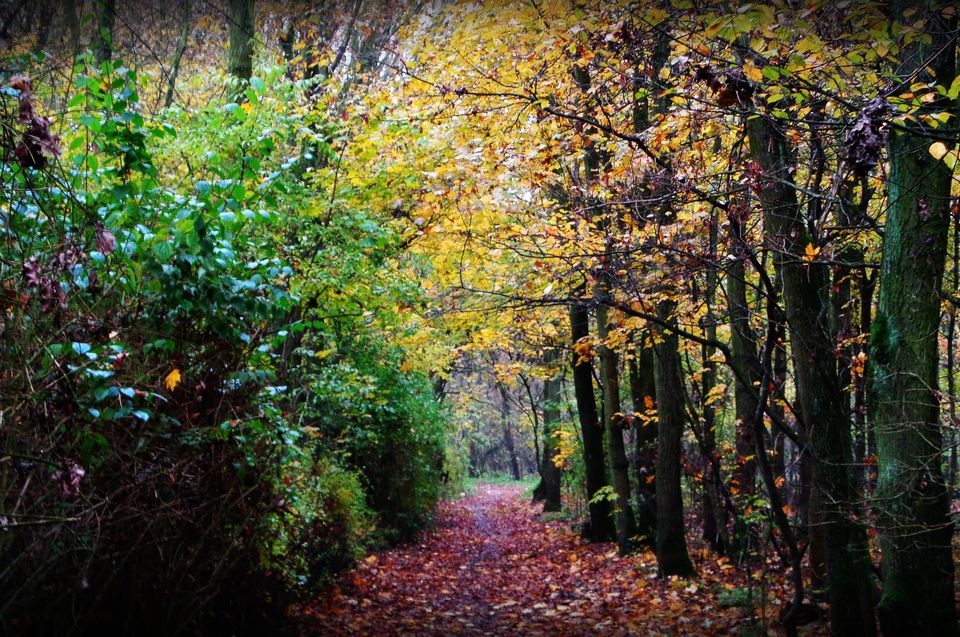 Las na Dębinie, fot. Adam Suwart - grafika artykułu