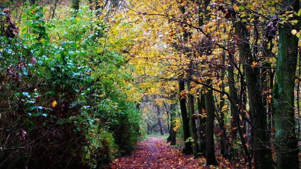 Las na Dębinie, fot. Adam Suwart