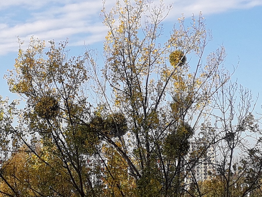 Fot. biuletyn.poznan.pl - grafika artykułu