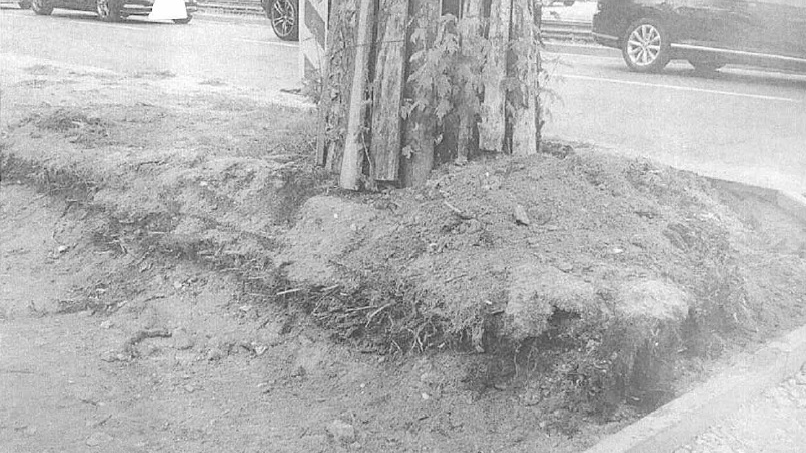 Przypadki niewłaściwego zabezpieczenie drzew, Fot. RMP