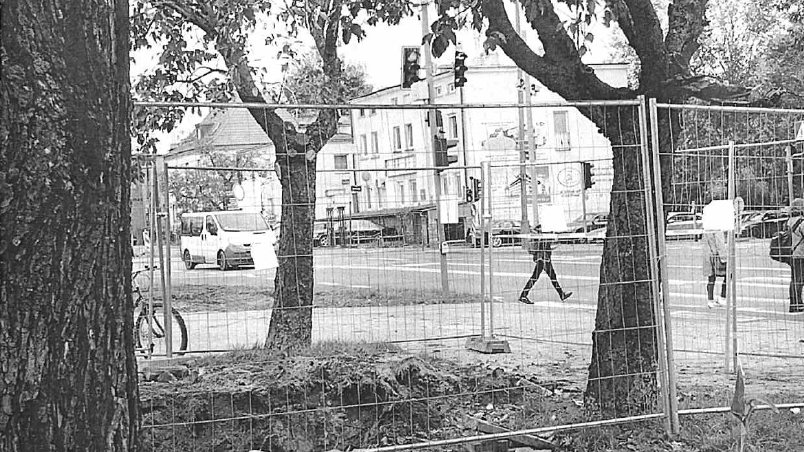 Przypadki niewłaściwego zabezpieczenie drzew, Fot. RMP