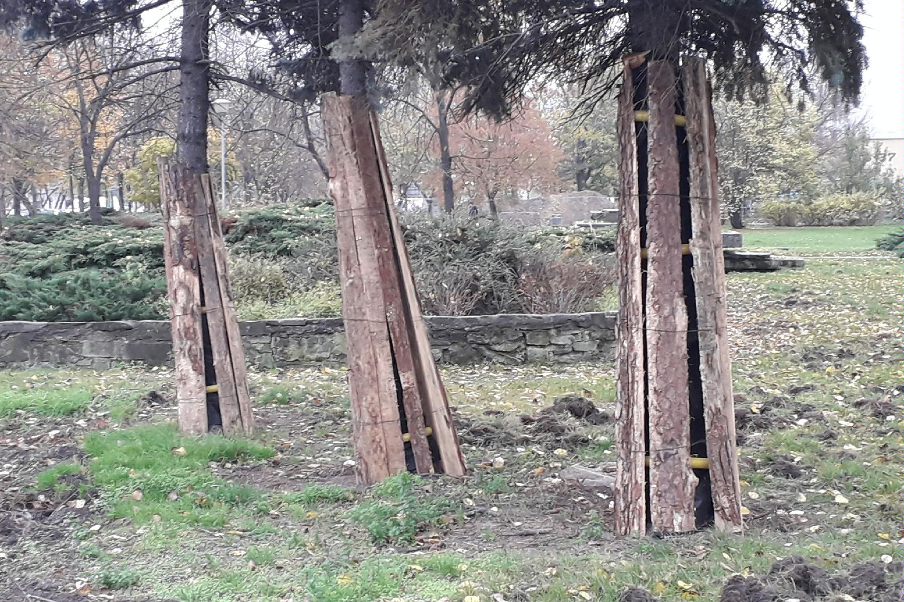 Drzewo w belkowaniu ochronnym, Fot. Biuletyn Miejski - grafika artykułu