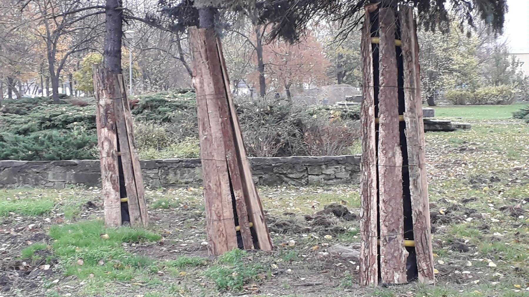 Drzewo w belkowaniu ochronnym, Fot. Biuletyn Miejski