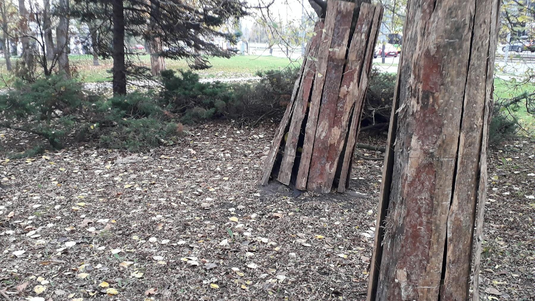 Drzewo w belkowaniu ochronnym, Fot. Biuletyn Miejski