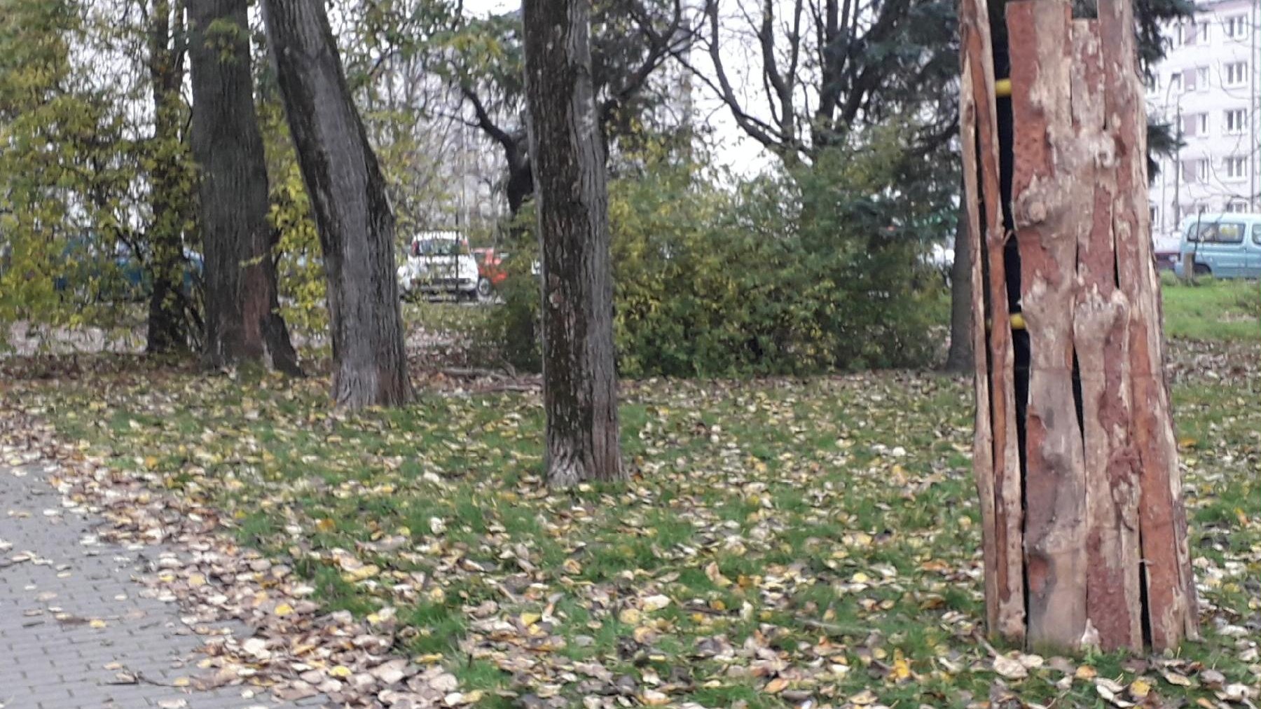 Drzewo w belkowaniu ochronnym, Fot. Biuletyn Miejski