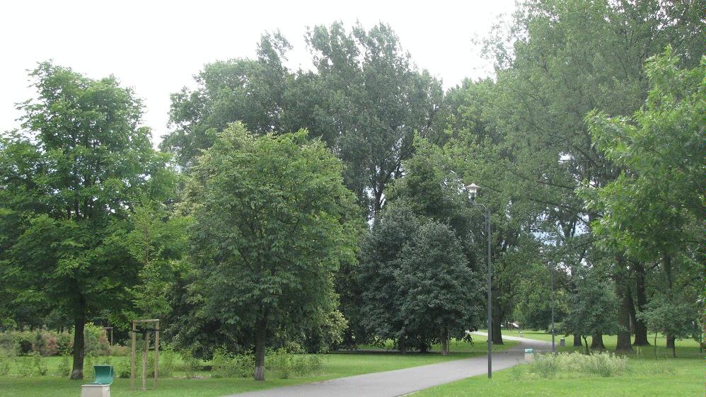 Park Jana Pawła II na Wildzie - grafika artykułu