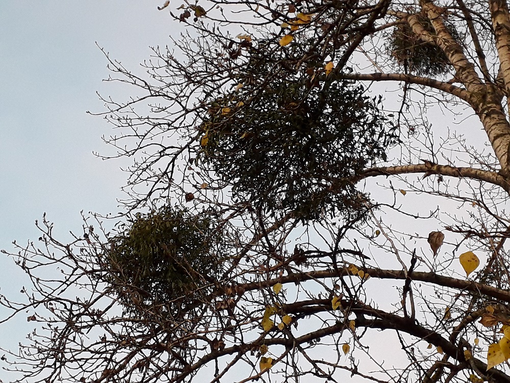 Fot. biuetyn.poznan.pl - grafika artykułu