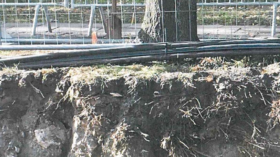 Odsłonięte korzenie drzew w rejonie Ronda Rataje, fot. RMP