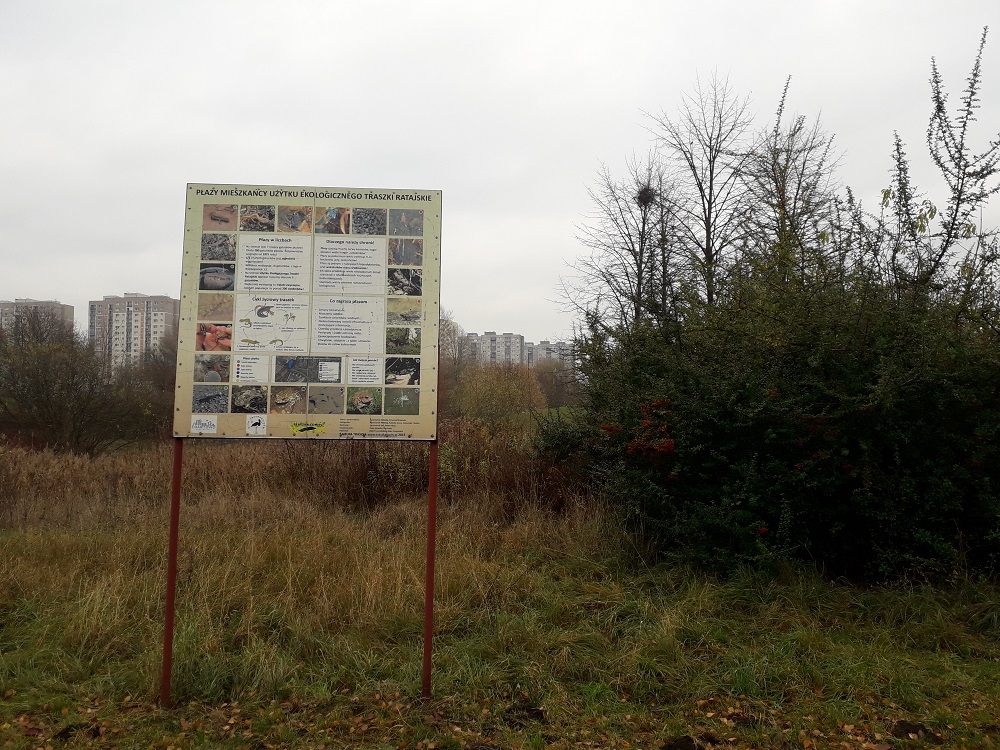 Teren zielony przy os. Tysiąclecia, użytek ekologiczny "Traszki Ratajskie" (fot. biuletyn.poznan.pl) - grafika artykułu