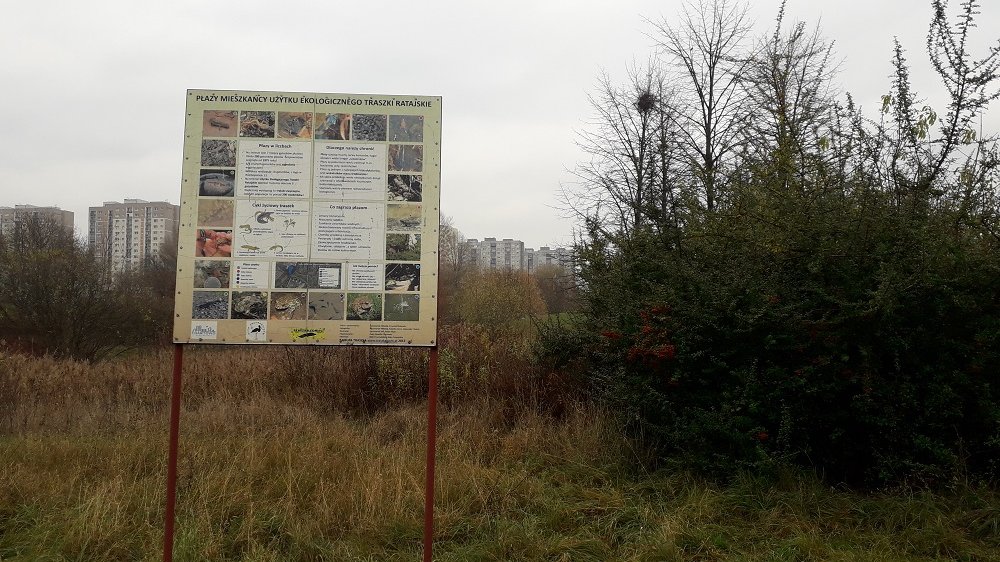 Teren zielony przy os. Tysiąclecia, użytek ekologiczny "Traszki Ratajskie" (fot. biuletyn.poznan.pl)