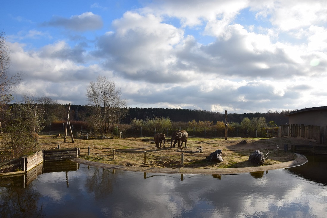 Fot. Zoo Poznań - grafika artykułu