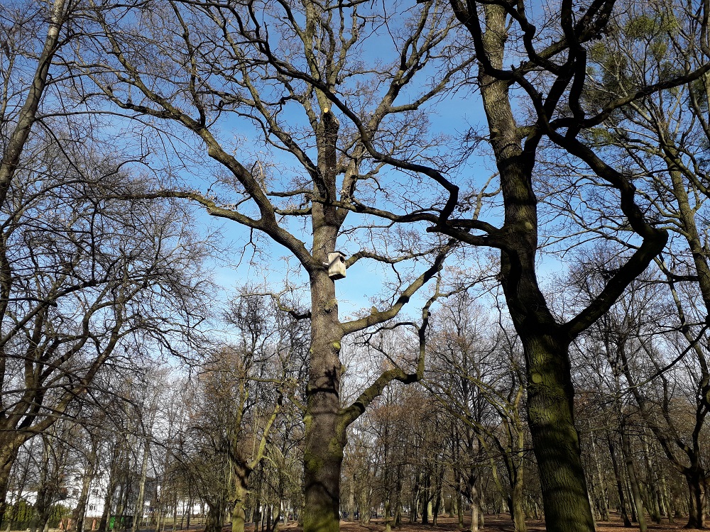 Dąb "Cytadelowców Poznańskich", fot. biuletyn.poznan.pl - grafika artykułu