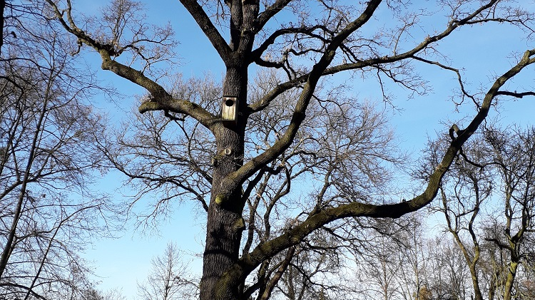 Dąb Cytadelowców Poznańskich, fot. UMP