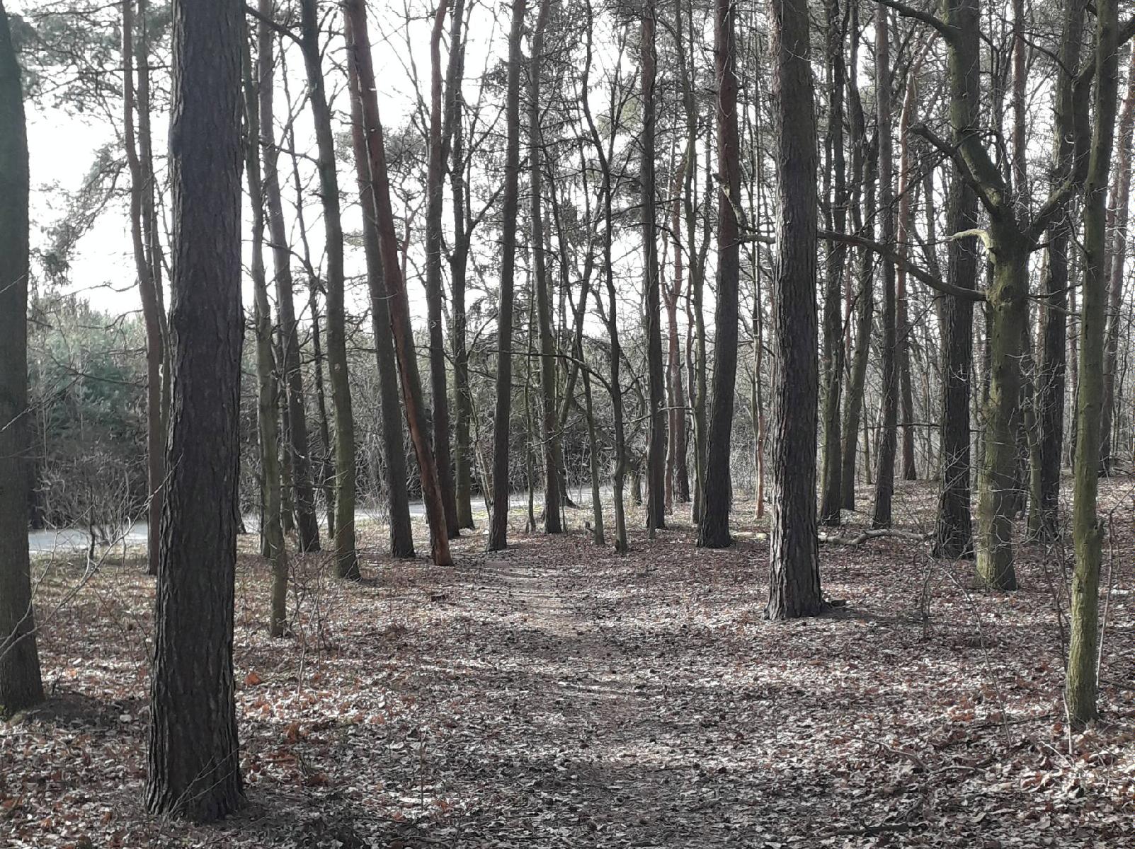 Lasy miasta Poznania, fot. Szymon Mazur - grafika artykułu