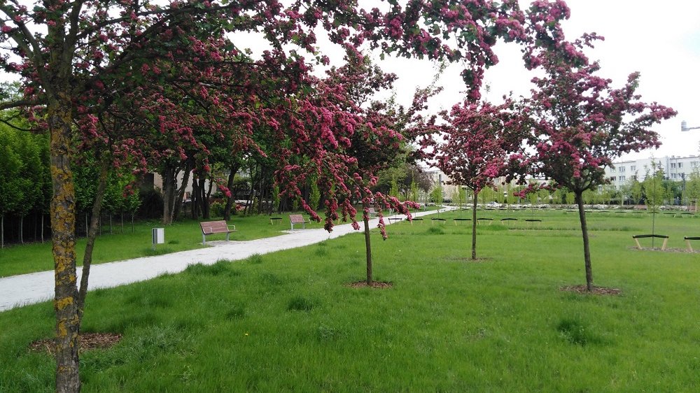 Fot. Zarząd Zieleni Miejskiej w Poznaniu