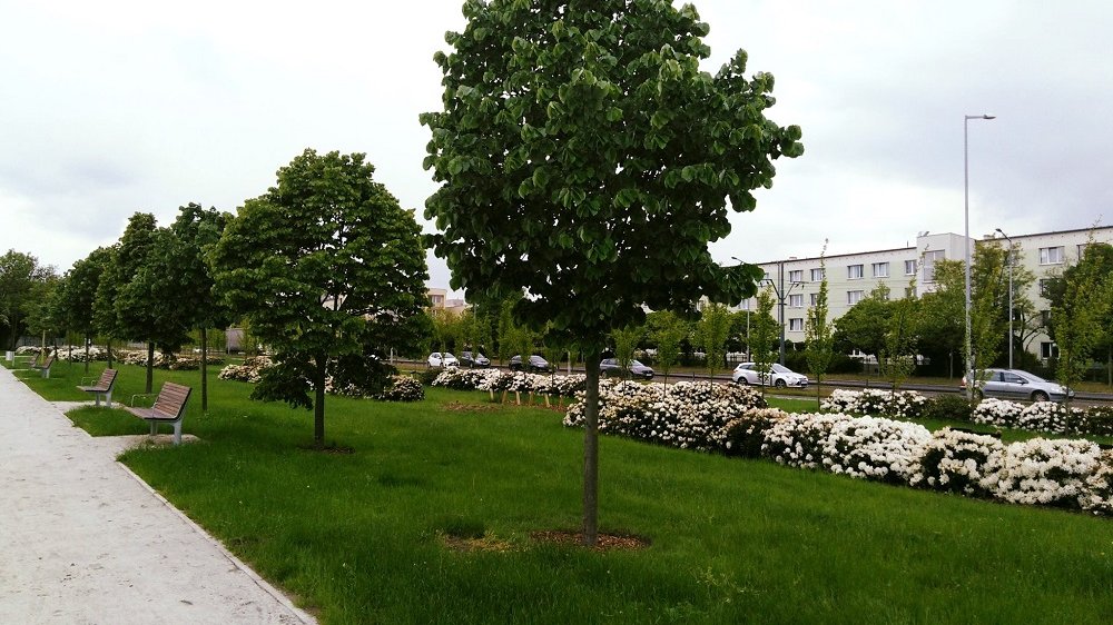 Fot. Zarząd Zieleni Miejskiej w Poznaniu