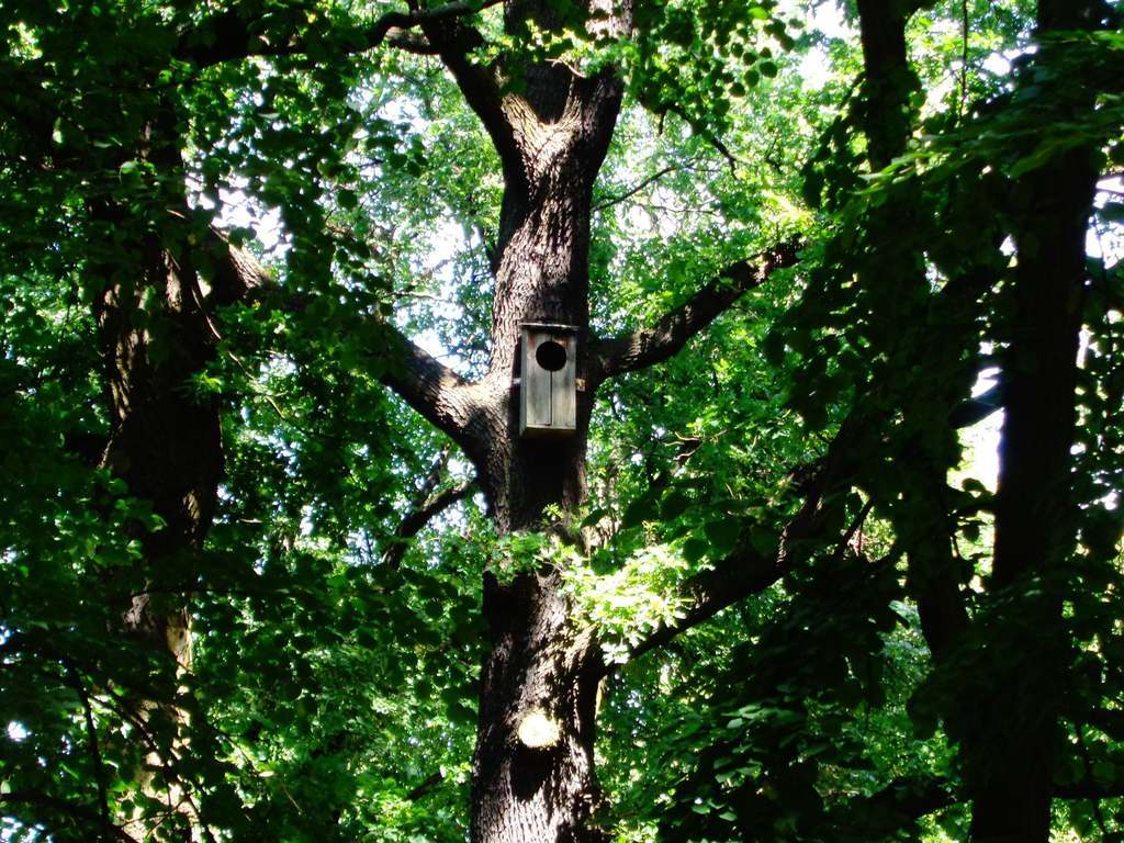 Dąb Cytadelowców Poznańskich, fot. Zarząd Zieleni Miejskiej - grafika artykułu