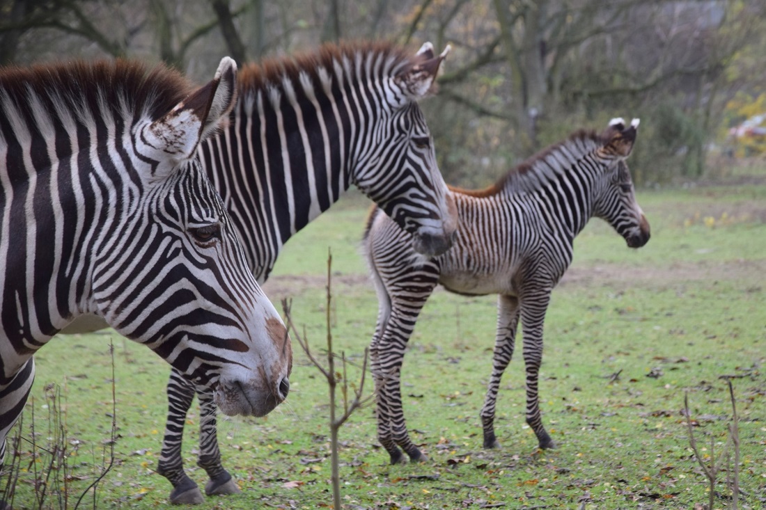 Fot. Zoo Poznań Official Site / facebook - grafika artykułu
