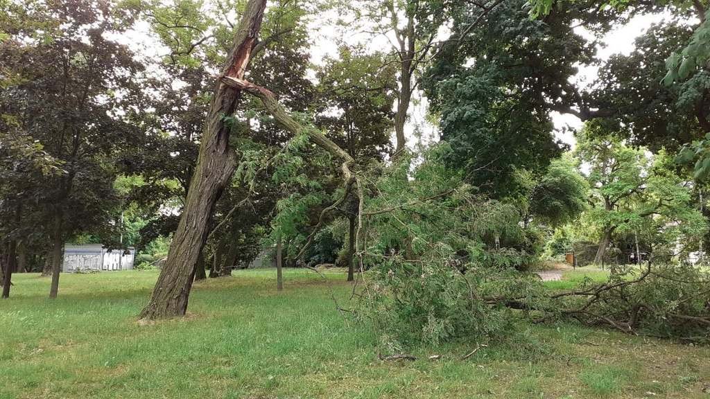 Drzewo uszkodzone w czasie czerwcowej nawałnicy, fot. ZZM