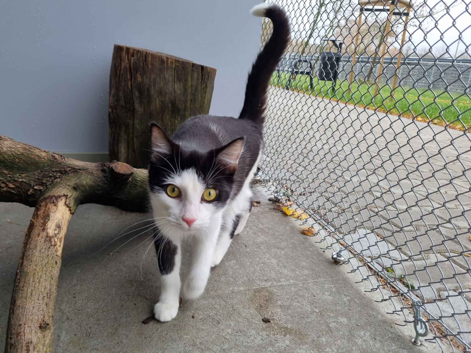 W poznańskim schronisku dla zwierząt znajduje się obecnie ponad 300 kotów i ponad 130 psów (fot. Schronisko dla zwierząt w Poznaniu) - grafika artykułu