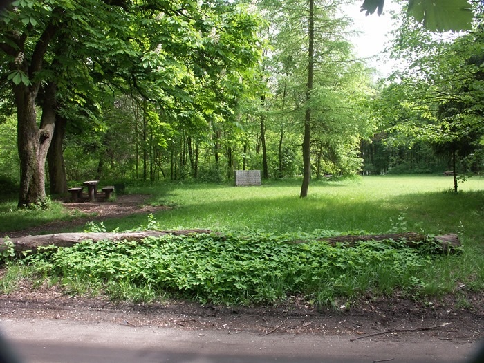 Fot. Lasy Miejskie - grafika artykułu