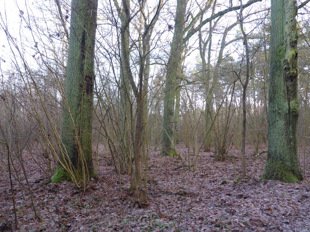 Rada Miasta jednogłośnie przyjęła projekt uchwały zgłoszony przez inicjatywę Moratorium dla drzew w lasach ochronnych Poznania (fot. Koalicja ZaZieleń Poznań) - grafika artykułu