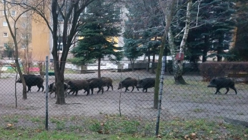 Dziki w mieście, fot. Straż Miejska Miasta Poznania - grafika artykułu