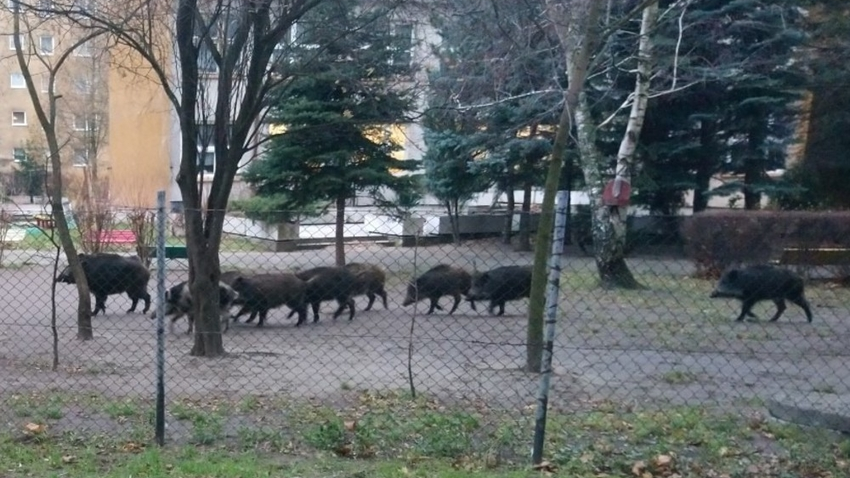 Dziki w mieście, fot. Straż Miejska Miasta Poznania