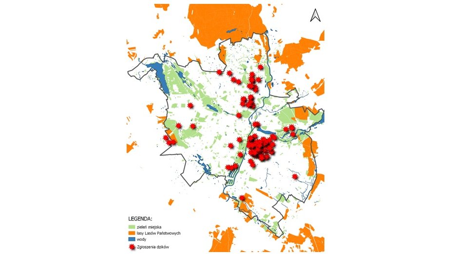 Zgłoszenia dzików mieście, według profilu "Zgłoś dzika w Poznaniu", fot. ZLP