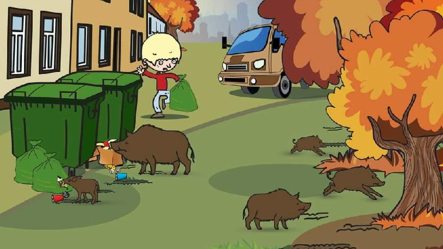 Plakat edukacyjny ws. dzików, fot. SMMP